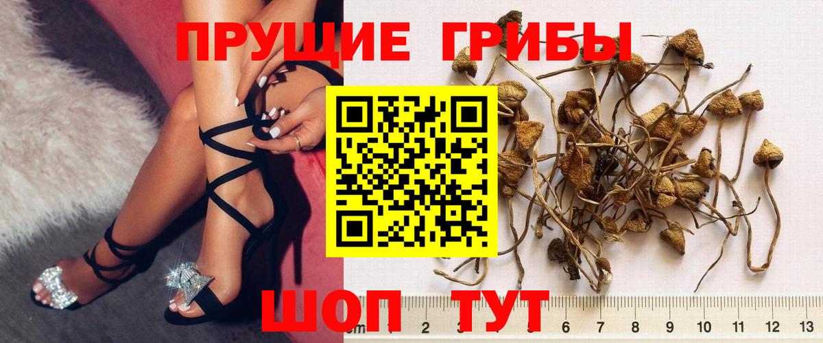 Псилоцибиновые грибы мицелий Киржач